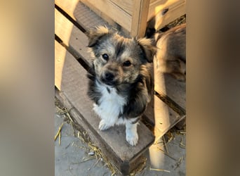 JOEY und JIMMY - 2 Brüder suchen ihre Menschen