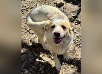 BLONDIE - Zuhause gesucht...