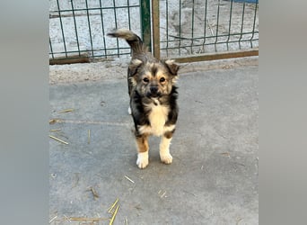 JOEY und JIMMY - 2 Brüder suchen ihre Menschen