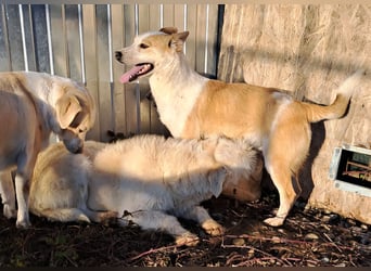 NICO - oder das langsame Sterben der Hoffnung...