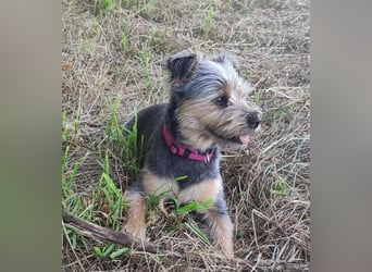 NOTFALL‼️  LOTTI braucht DRINGEND ein neues Zuhause