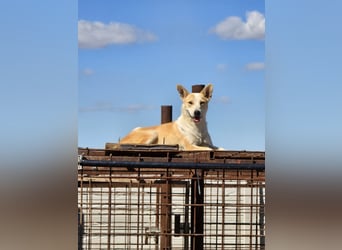 NICO - oder das langsame Sterben der Hoffnung...