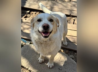 BLONDIE - Zuhause gesucht...