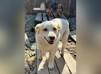 BLONDIE - Zuhause gesucht...