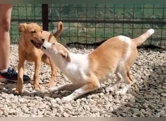 NICO - oder das langsame Sterben der Hoffnung...