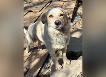 BLONDIE - Zuhause gesucht...