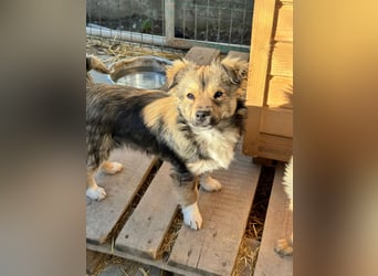 JOEY und JIMMY - 2 Brüder suchen ihre Menschen