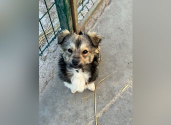 JOEY und JIMMY - 2 Brüder suchen ihre Menschen