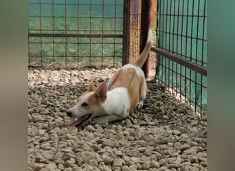 NICO - oder das langsame Sterben der Hoffnung...