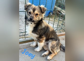 JOEY und JIMMY - 2 Brüder suchen ihre Menschen