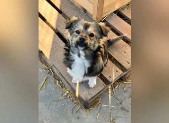 JOEY und JIMMY - 2 Brüder suchen ihre Menschen