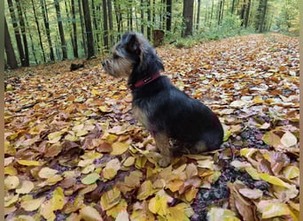 NOTFALL‼️  LOTTI braucht DRINGEND ein neues Zuhause