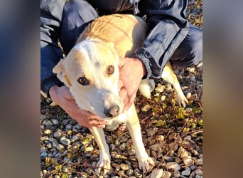 NICO - oder das langsame Sterben der Hoffnung...