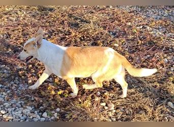 NICO - oder das langsame Sterben der Hoffnung...