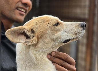 NICO - oder das langsame Sterben der Hoffnung...