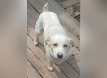 BLONDIE - Zuhause gesucht...