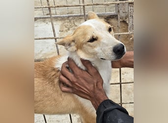 NICO - oder das langsame Sterben der Hoffnung...