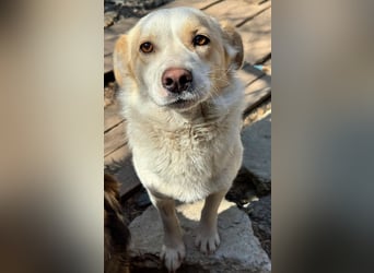 BLONDIE - Zuhause gesucht...