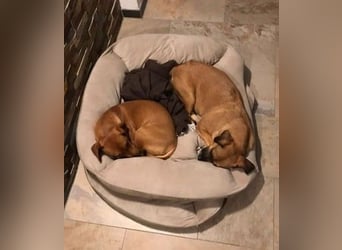 RAYA ❤️ Dackel Mix Herzchen, Pflegefamilie Kranenburg