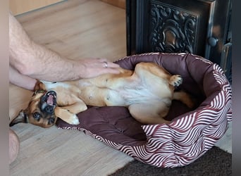 RAYA ❤️ Dackel Mix Herzchen, Pflegefamilie Kranenburg