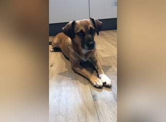 RAYA ❤️ Dackel Mix Herzchen, Pflegefamilie Kranenburg