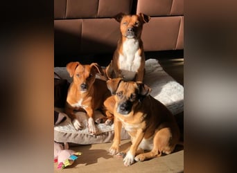 RAYA ❤️ Dackel Mix Herzchen, Pflegefamilie Kranenburg