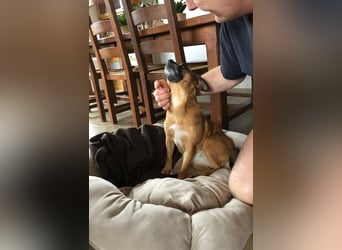 RAYA ❤️ Dackel Mix Herzchen, Pflegefamilie Kranenburg