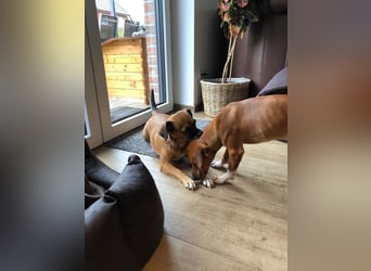 RAYA ❤️ Dackel Mix Herzchen, Pflegefamilie Kranenburg