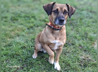 RAYA ❤️ Dackel Mix Herzchen, Pflegefamilie Kranenburg