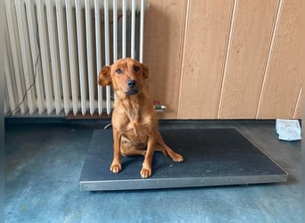 Ronja, bezaubernde junge Hündin