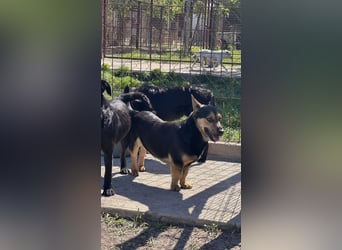 Charmanter Köròs sucht sein Körbchen