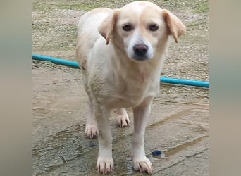 Mirka- sucht ein Zuhause