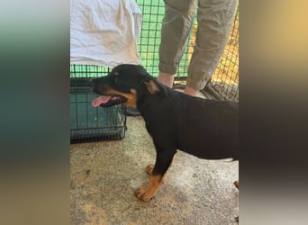 Bruce sucht tolles Zuhause