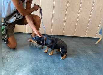 Jessy, kleine Hundedame freut sich auf ein schönes Zuhause
