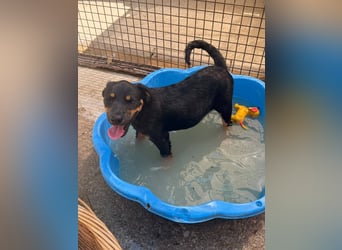 Bruce sucht tolles Zuhause