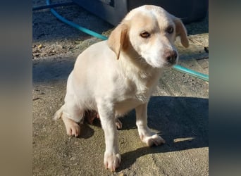 Mirka- sucht ein Zuhause