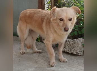 Romy: sucht ein Zuhause/Pflegestelle