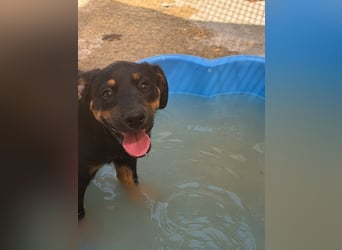 Bruce sucht tolles Zuhause