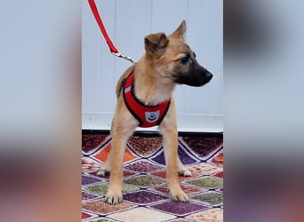 Dafke Glück auf 4 Pfoten sucht ihr Zuhause