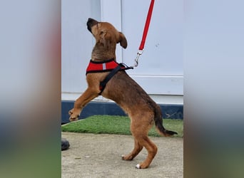 Dalia kleines Wunder sucht ihre Menschen