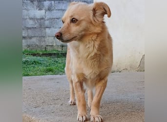 Romy: sucht ein Zuhause/Pflegestelle