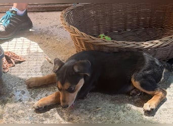 Lee, kleine Schnuckelmaus sucht aktive Familie