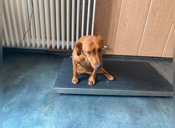 Ronja, bezaubernde junge Hündin