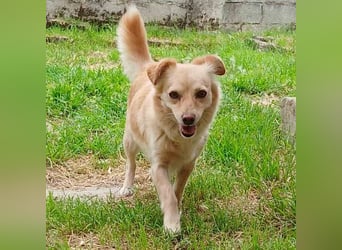 Romy: sucht ein Zuhause/Pflegestelle