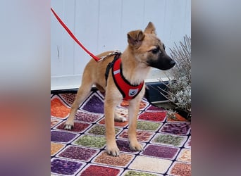 Dafke Glück auf 4 Pfoten sucht ihr Zuhause