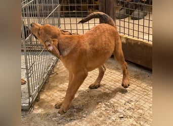 Dori, eine von vielen möchte nicht im Tierheim bleiben