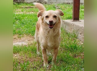 Romy: sucht ein Zuhause/Pflegestelle