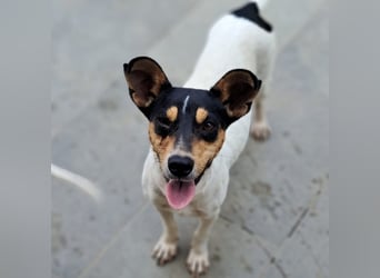 Zozo sucht ein Zuhause / eine Pflegestelle
