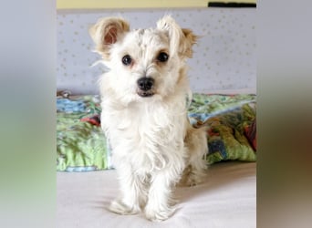 Happy, kleiner Hund sucht großes Glück