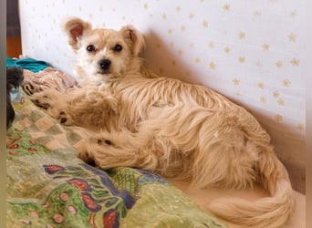 Happy, kleiner Hund sucht großes Glück
